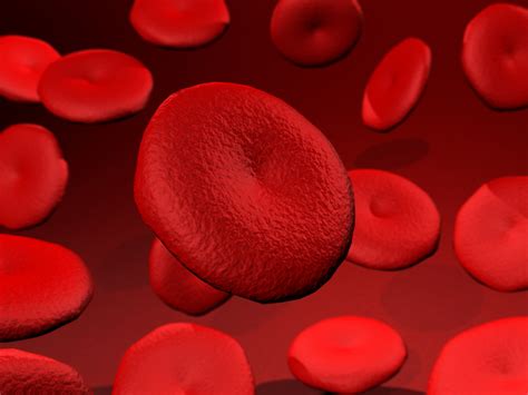 Blood Cells Doctors Answer Your Questions