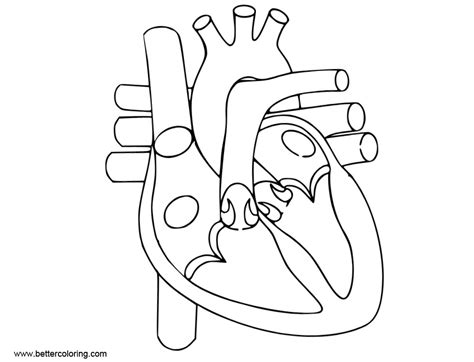 Anatomy Coloring Pages of Human Heart - Free Printable Coloring Pages