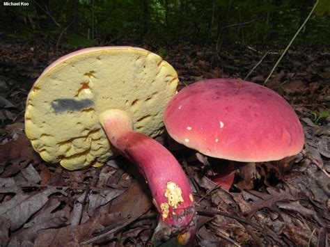 Poisonous Boletus Mushroom Identification All Mushroom Info