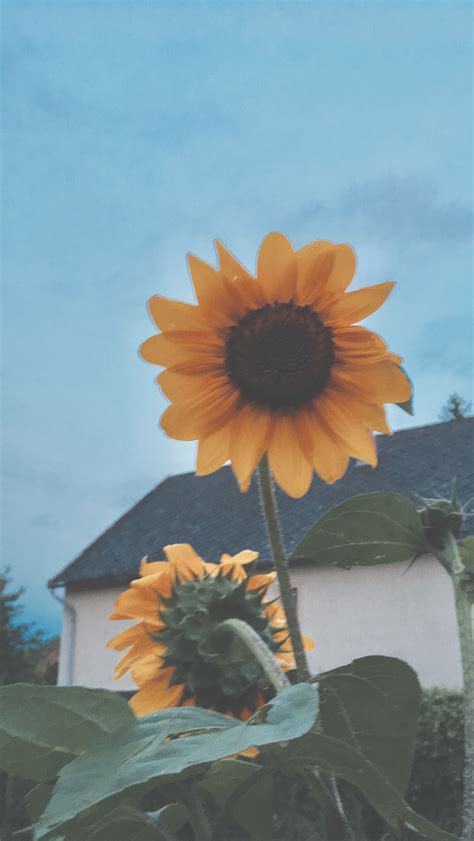 Pinterest кαℓєyнσggℓє Sunflower Wallpaper Sunflower Pictures