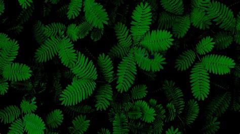 Download 1366x768 Wallpaper Foliage Green Leaves Plant Tablet
