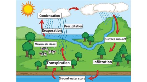 What Is The Water Cycle For Kids Water Cycle Facts