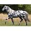 10 Interesting Facts You Didn’t Know About The Appaloosa Horse – 