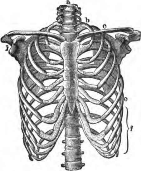 Human rib cage drawing at getdrawings | free download. skeleton ribs drawing - Google Search | Drawings