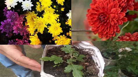 How To Grow Chrysanthemum From Cuttings Chrysanthemum Flowers