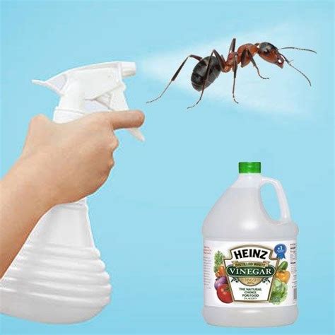 Vinegar can also be used to keep. Get Rid of Ants with White Vinegar | Natural Home Remedies | Rid of ants, Garden pest control ...