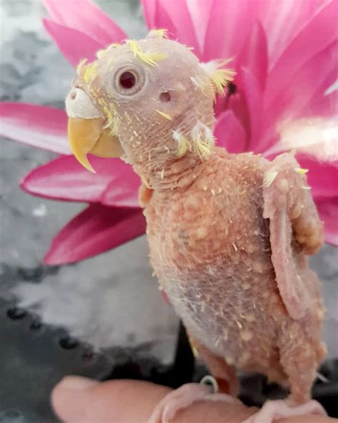 Featherless Budgie That Went Bald Due To Stress Thrives At Life Despite