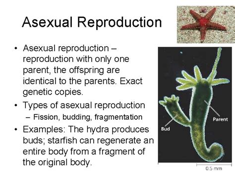 The Human Reproductive System Asexual Reproduction Asexual Reproduction