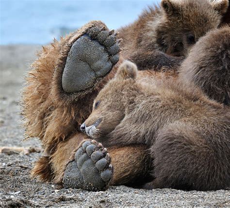 15 Un Bear Ably Cute Momma Bears Teaching Their Teddy Bears How To