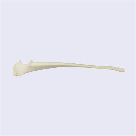 Bone Model 083200 Synbone Ag Surgery Veterinary For Teaching