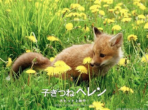 Cute Baby Fox Wallpaper Wallpapersafari