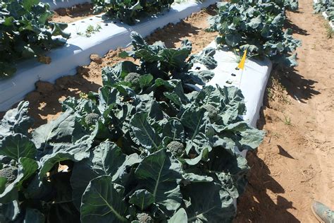 In this complete growing guide we will be talking about how to growbroccoli fro start to finish. Evaluation time for NC Quality trials | Developing an ...