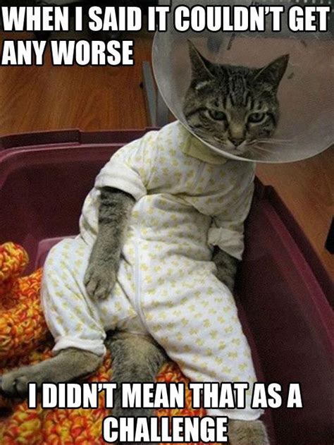 Get The Incredible Sick Cat Funny Pictures Hilarious Pets Pictures