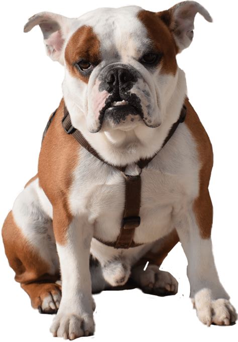 Interesting facts about french bulldogs. Library of pngs of bulldogs png files Clipart Art 2019