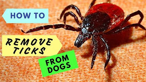 How To Remove Ticks From Dogs Youtube