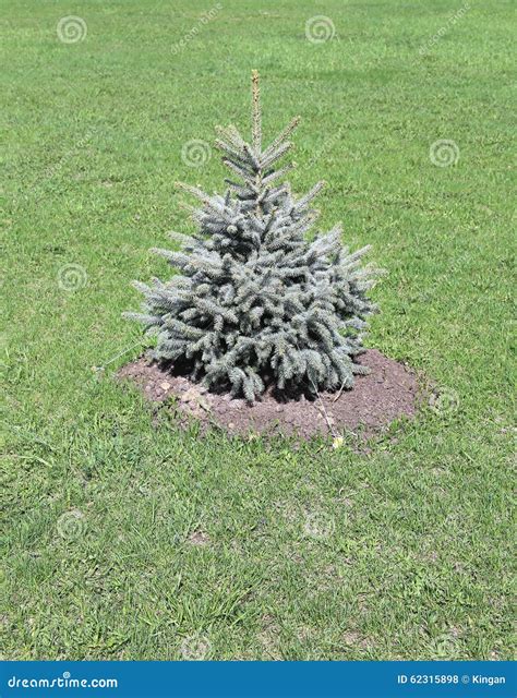 Young Planted Seedling Blue Spruce Stock Photo Image Of Plant