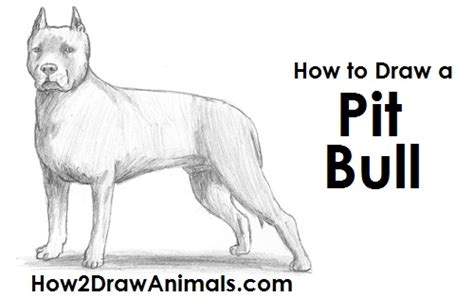 See full list on wikihow.com How to Draw a Dog (Pit Bull)