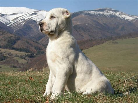 This breed was originally developed for guarding sheep. young & proud alabai | Alabai dog, Unique dog breeds, Dog ...