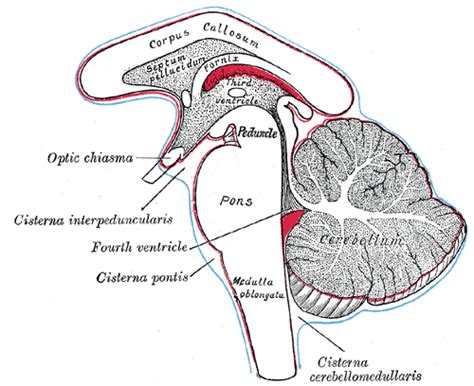 Fourth Ventricle Wikidoc