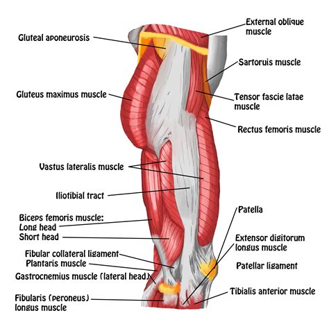 Diagram Of Upper Leg Muscles And Tendons Back Of Leg Muscles Diagram
