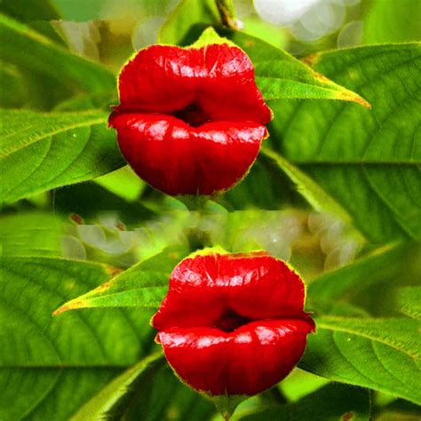 100 Pcsbag Red Lips Flower Bonsai Rare Pots Psychotria Garden Best