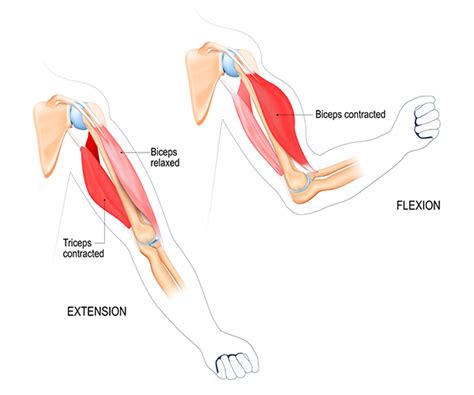 Muscle Spasm In Arm Cause Symptoms Treatment Exercise