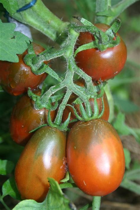 Black Plum Tomato Seeds Heirloom Organic Tims Tomatoes