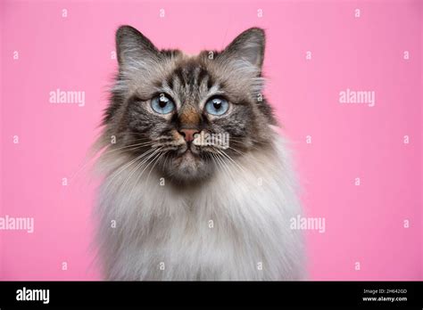 Fluffy Seal Point Tabby Birman Cat With Blue Eyes Portrait On Pink