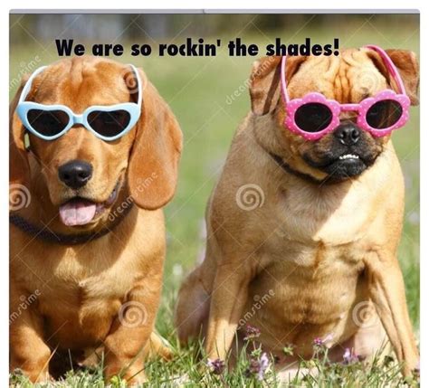 Pin By Robin Moffett On Funny Animals Dog Sunglasses Best Dogs