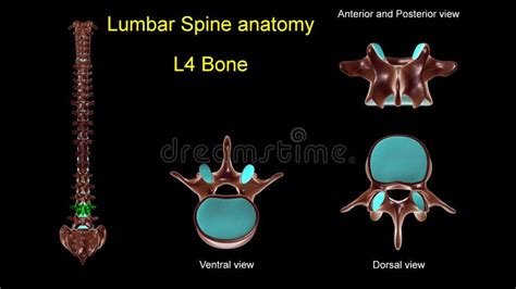Lumbar Spine L 4 Bone Anatomy For Medical Concept 3d Illustration Stock
