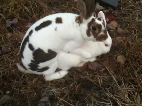 Rabbits Mating Two Rabbits Having Sex For The First Time YouTube