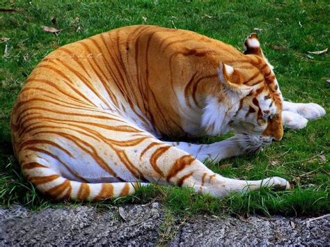 These Rare Animals May Be Extinct Soon Golden Tabby Tiger Tiger