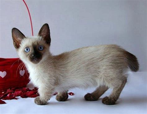 Top 10 Cutest Cat Breeds That Will Make You Smile Easyday