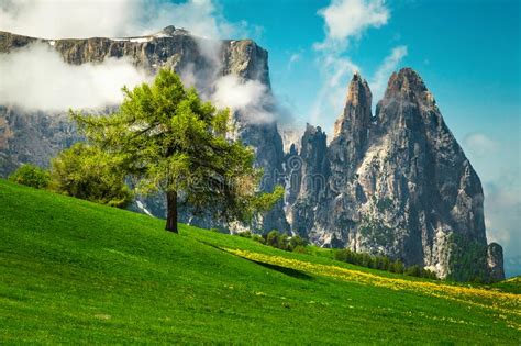 Alpe Di Siusi Resort And Spring Yellow Dandelions Dolomites Italy