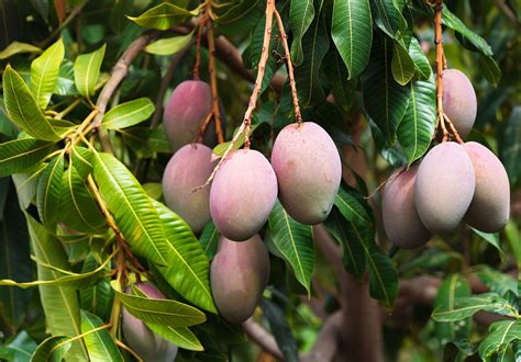 Mango Tree Encyclopedia Twin Fruit