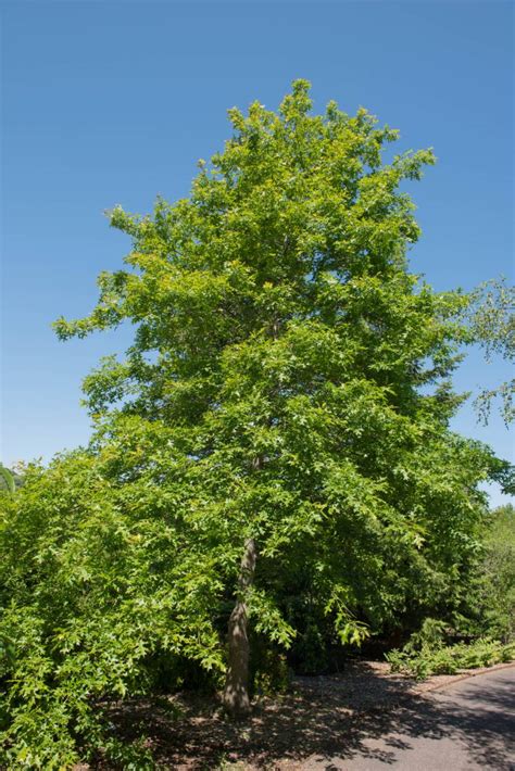 Quercus Palustris Pin Oak New York Plants Hq