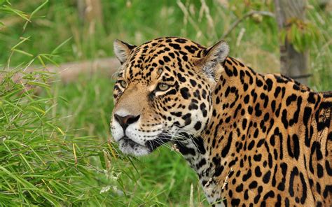 Jaguar Wild Cat Muzzle Wallpapers Hd Desktop And Mobile Backgrounds