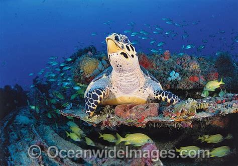 Hawksbill Sea Turtle Eretmochelys Imbricata Photo Image