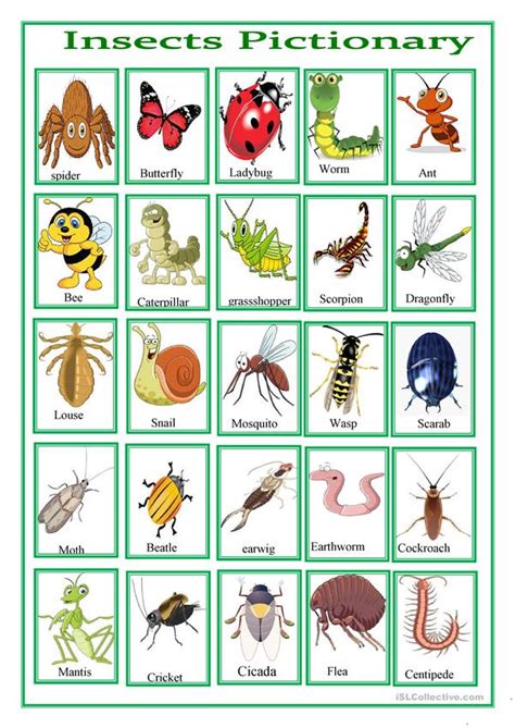 Insects Pictionary Worksheet Free Esl Printable