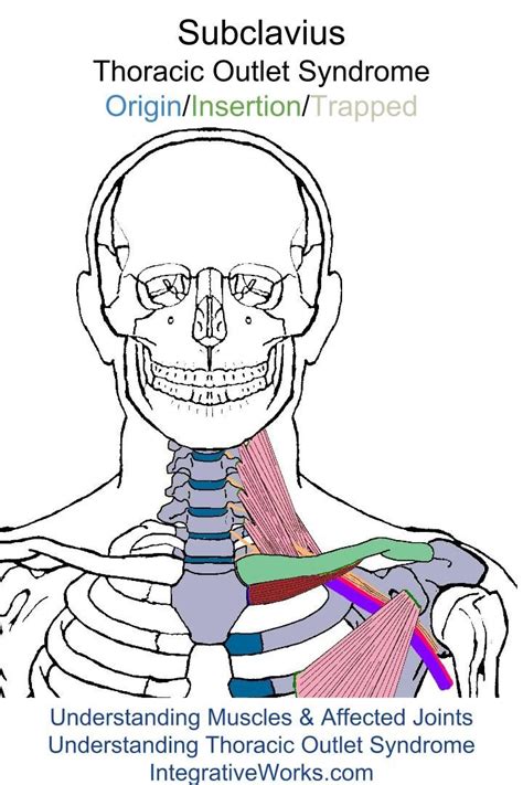 Pin On Thoracic Outlet