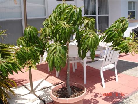 Moreover, make sure that you place the growing lights up enough so that all the tree branches could get light exposure. How to grow mango trees in pots | Blog.Nurserylive.com ...