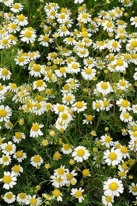 Succulent ground cover with white flowers. 13 Best Ground Cover Flowers and Plants - Low Growing ...