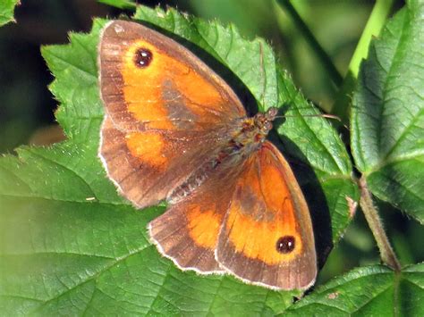 Gatekeeper Corfe Mullen Dorset Butterflies
