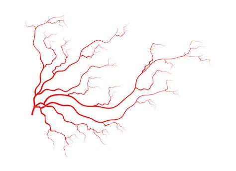 Best Blood Vessel Illustrations Royalty Free Vector Graphics And Clip