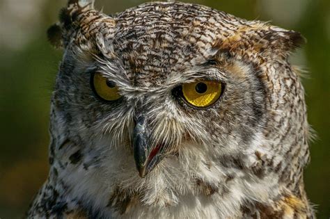 mimpi menangkap burung hantu
