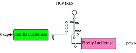 Repression of the Internal Ribosome Entry Site-dependent Translation of