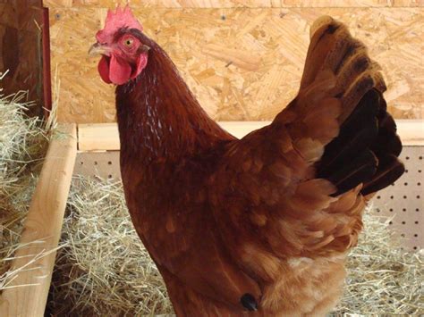 Red Sex Link Chicken For Sale Online Cackle Hatchery