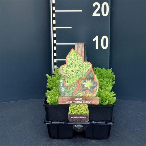 De sedum acre 'yellow queen' is een bladplant met 'vettig' blad. Plantenwinkel.nl Vetkruid (sedum acre "Yellow Queen ...