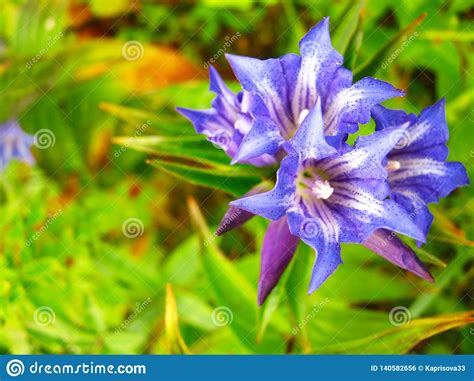 Beautiful Forest Blue Flowers In The Field Stock Photo Image Of