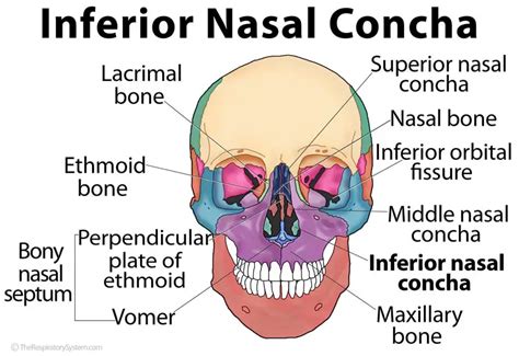 Inferior Nasal Concha The Respiratory System